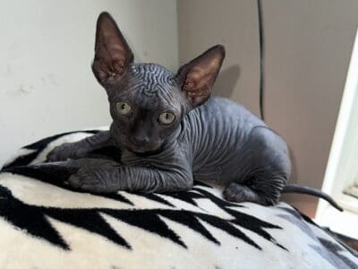 SPHYNX KITTENS / males