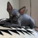 SPHYNX KITTENS / males