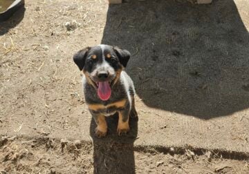 Queensland Heeler Pups!