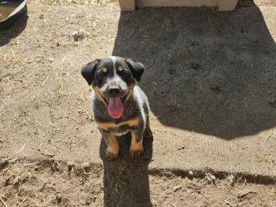 Queensland Heeler Pups!