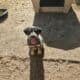 Queensland Heeler Pups!