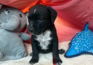 Rottweiler and Pitt-bull mix