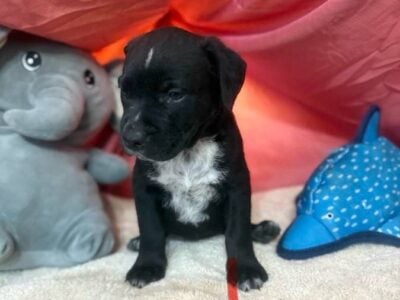 Rottweiler and Pitt-bull mix