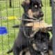 Hi I’m Nokie a 10.5 week Shepherd pup from Butler