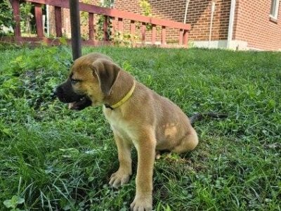 Black mouth cur mix