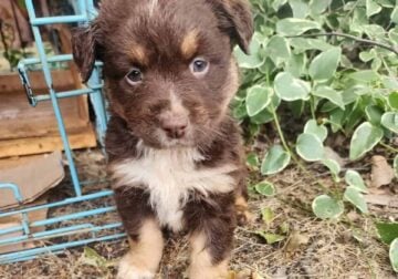 Mini Aussie Mix Puppies