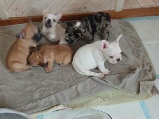 French Bulldog Puppies