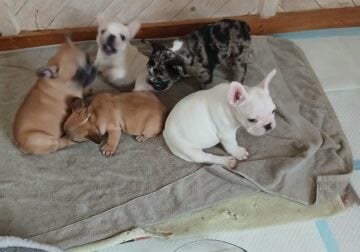 French Bulldog Puppies
