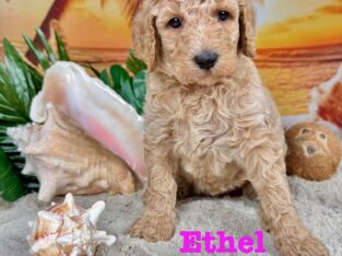 Standard Poodle Puppy C