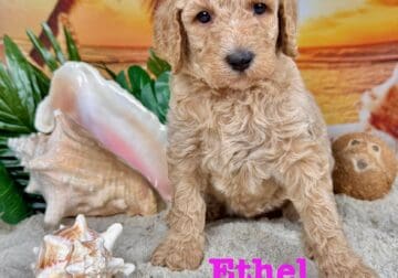Standard Poodle Puppy C