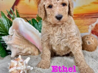 Standard Poodle Puppy C