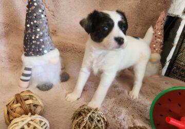 Parsons Russell Terriers