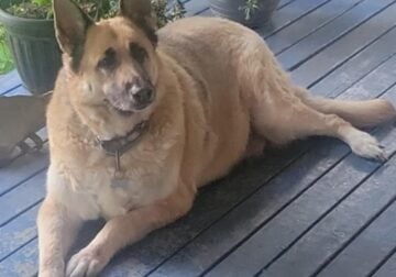 German shepherd in need of a new home
