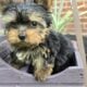 Yorkie Puppies