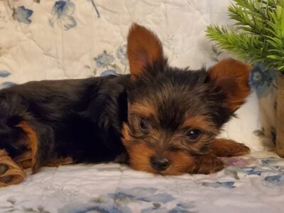 Lovable Yorkies