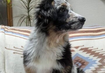 Australian Shepherd’s