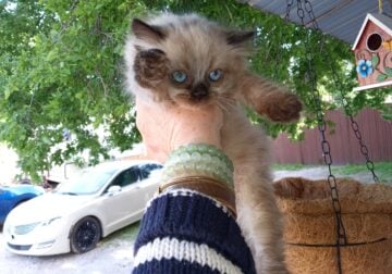 Himalayan siamese/persian