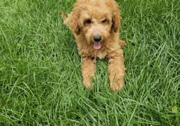 Beautiful F1B Mini Goldendoodle Petite READY NOW