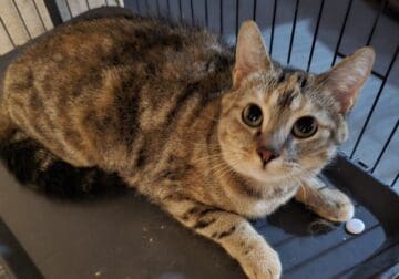 Rescue kitties
