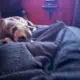 Full blooded presa canario psycho bloodline