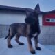 Belgian malinois puppies