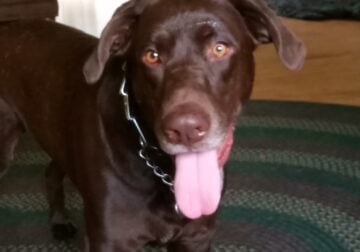 3year old Chocolate Lab