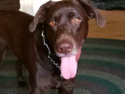3year old Chocolate Lab