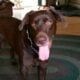 3year old Chocolate Lab