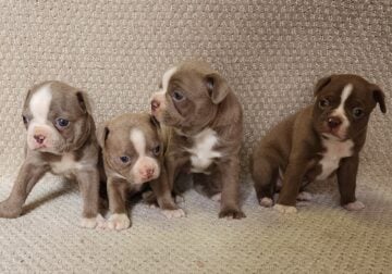 Boston terrier