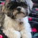 Shih Tzu Puppies looking for forever home