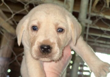 AKC reg lab puppies