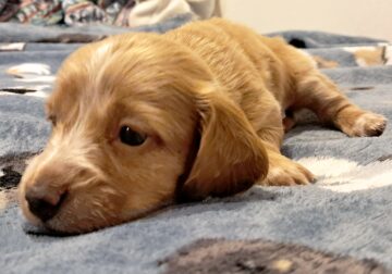 Unique Mini Weenies (Dachshund) Puppies