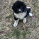 Newfoundland/Great Pyrenees Puppies