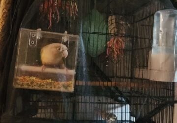 Green Cheek Conure and Belongings for Sale