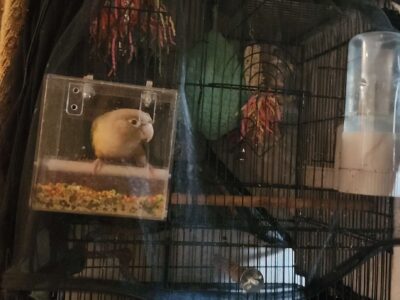 Green Cheek Conure and Belongings for Sale