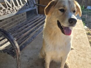 14 mos Anatolian/ St Bernard female