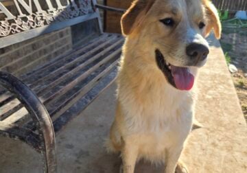 14 mos Anatolian/ St Bernard female