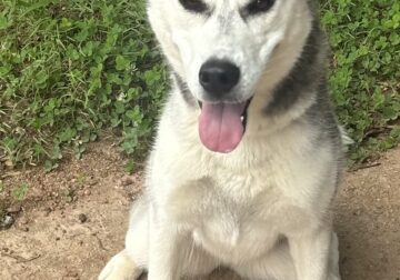 siberian husky