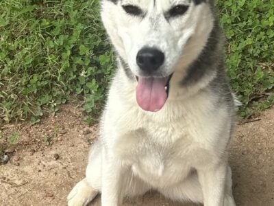 siberian husky