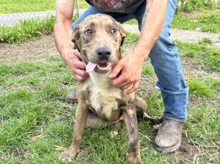 Young Female Pitbull