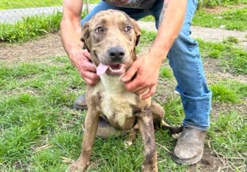Young Female Pitbull