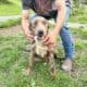 Young Female Pitbull