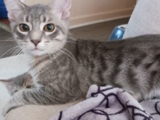 Grey kittys