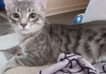 Grey kittys