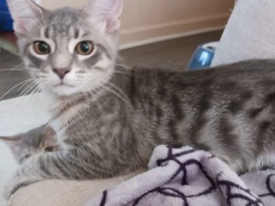 Grey kittys