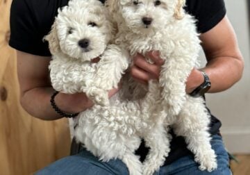 Miniature poodles for loving homes.