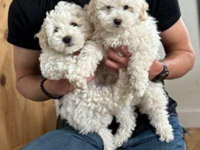 Miniature poodles for loving homes.