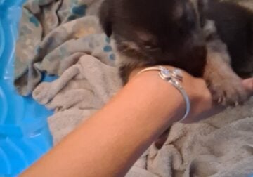 German shepard puppies