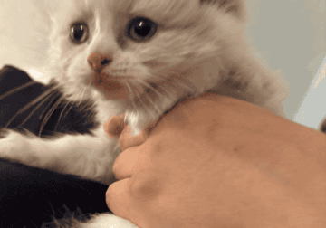 Kitten