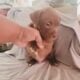 Bully Puppies Ready for Homes!